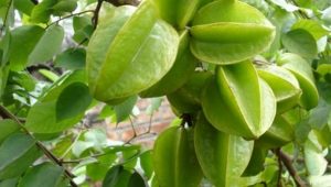 Những lợi ích tuyệt vời cho sức khỏe từ quả khế