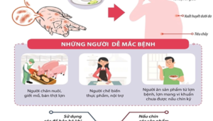 Tuyên truyền bệnh liên cầu lợn lây cho người và các biện pháp phòng bệnh